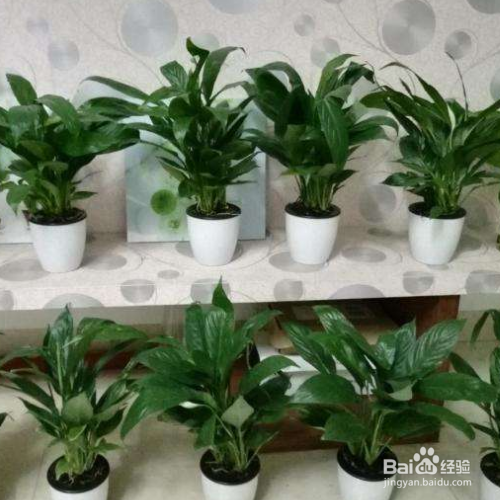 绿萝新叶子发黑像烧焦怎么办?