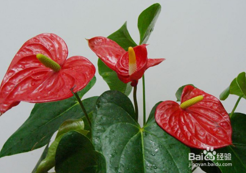 花烛的养殖方法及注意事项