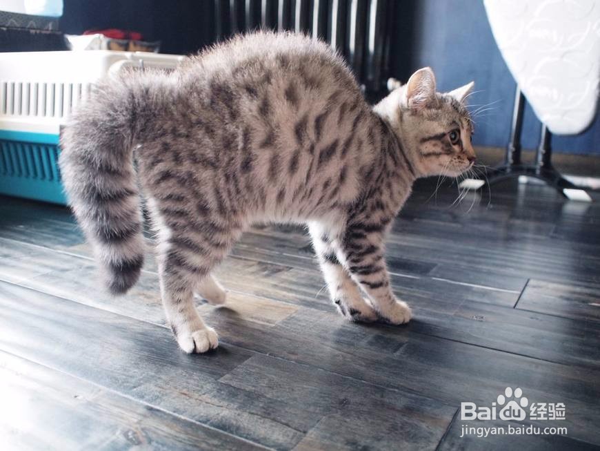 猫发出低吼怎么处理