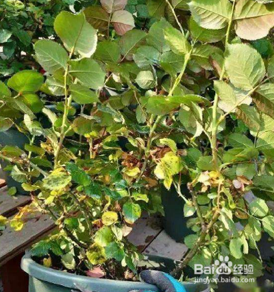 月季花叶子发黄枯萎怎么办