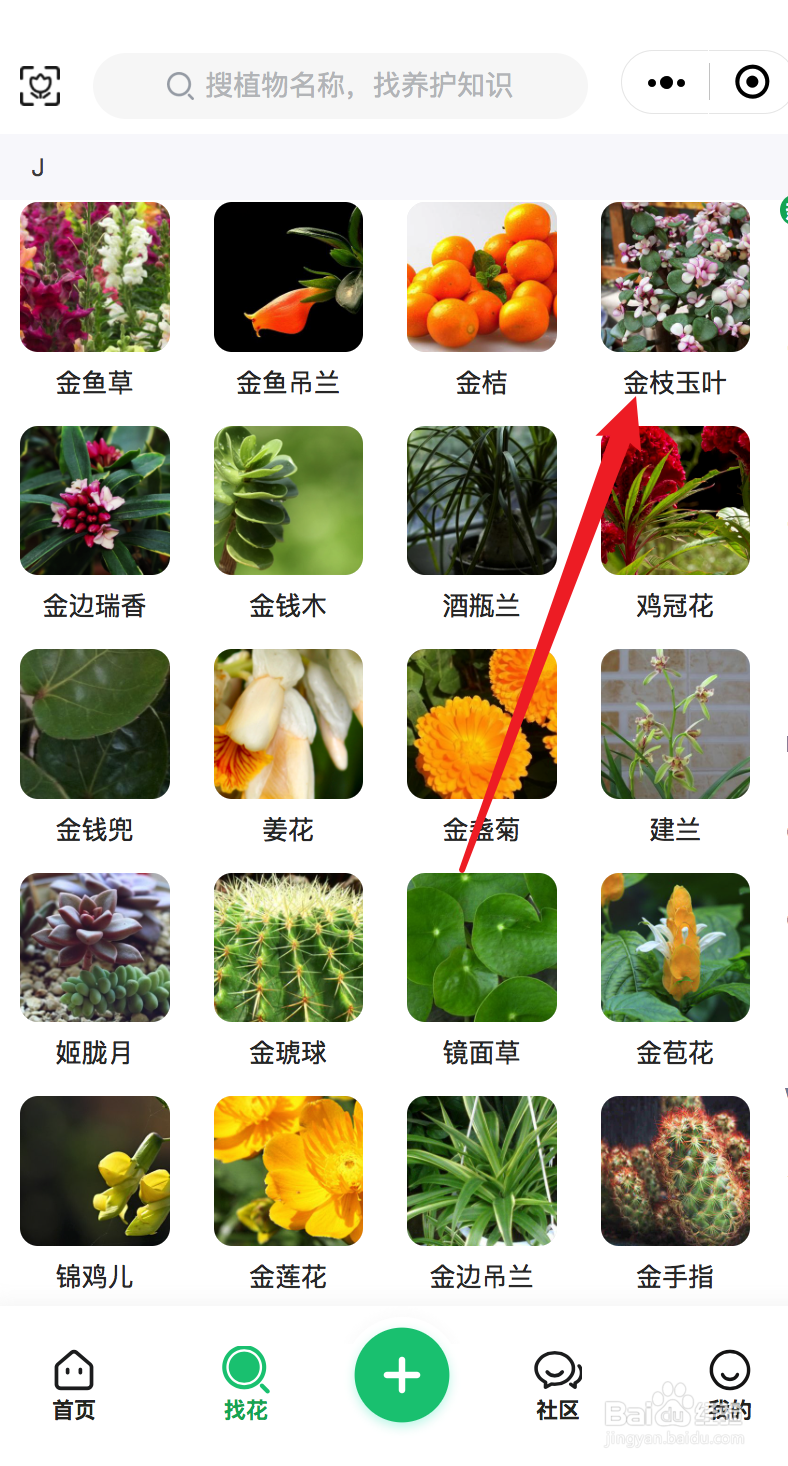 金枝玉叶扦插教程