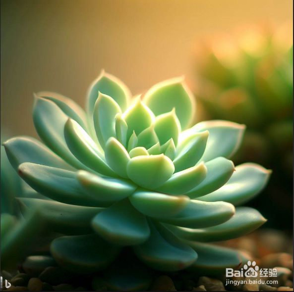 玉坠多肉怎么养爆盆