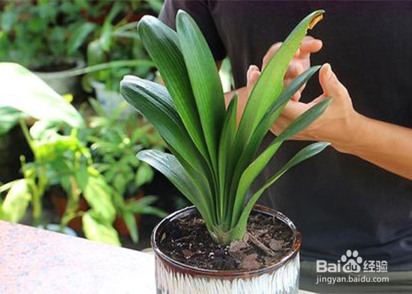 君子兰换土时根部如何处理