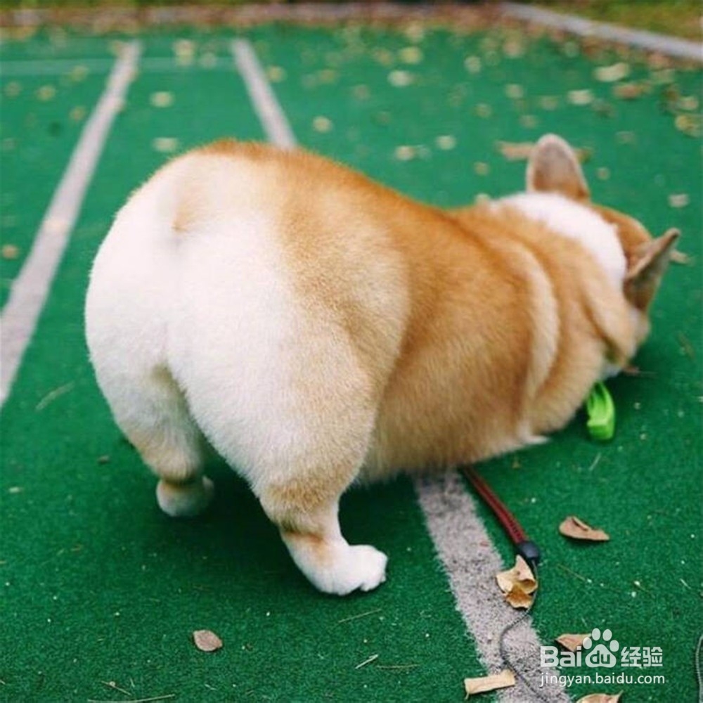 养柯基犬注意事项