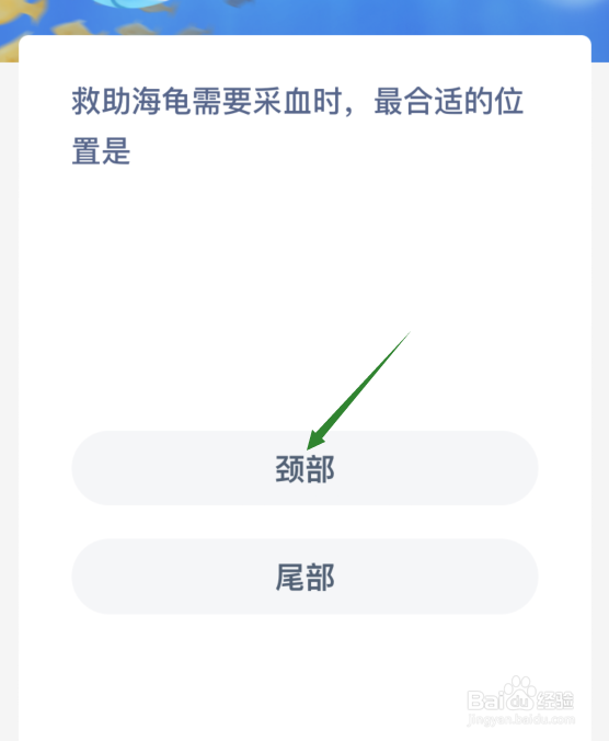 救助海龟需要采血时最合适的位置是