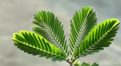 生物是怎样传递信息的