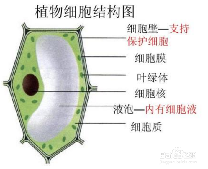 免疫护肤我国草本献给世界的礼物 —— 东边野兽科研成果初次露脸