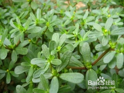 新鲜马齿苋怎么吃不酸