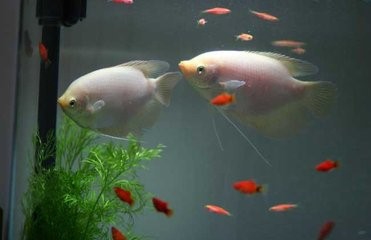 怎样养鱼可以让鱼活的时间长？