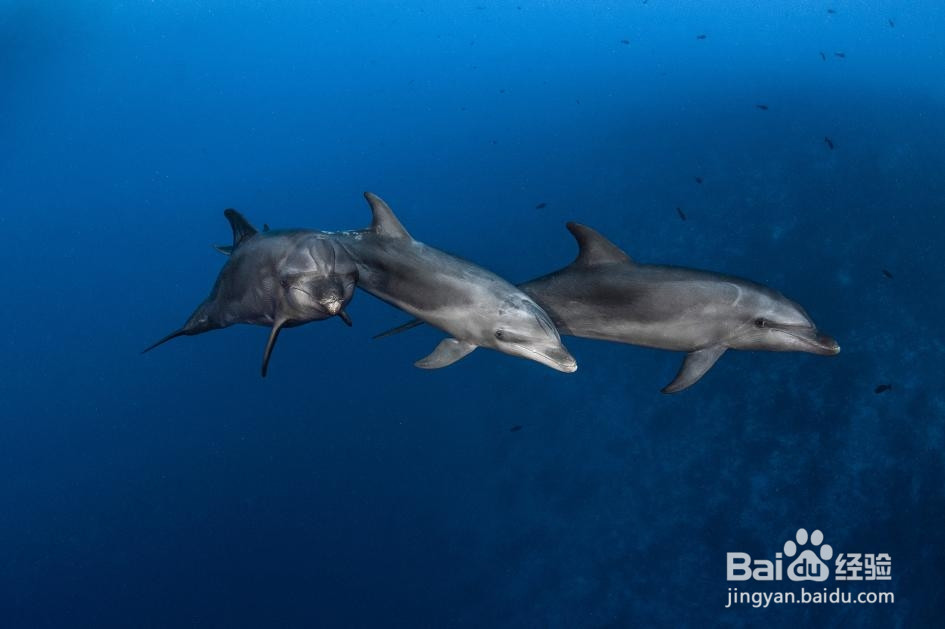 如何成为国家地理摄影师