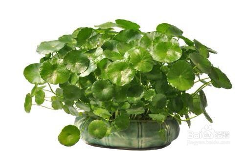 室外铜钱草怎么过冬