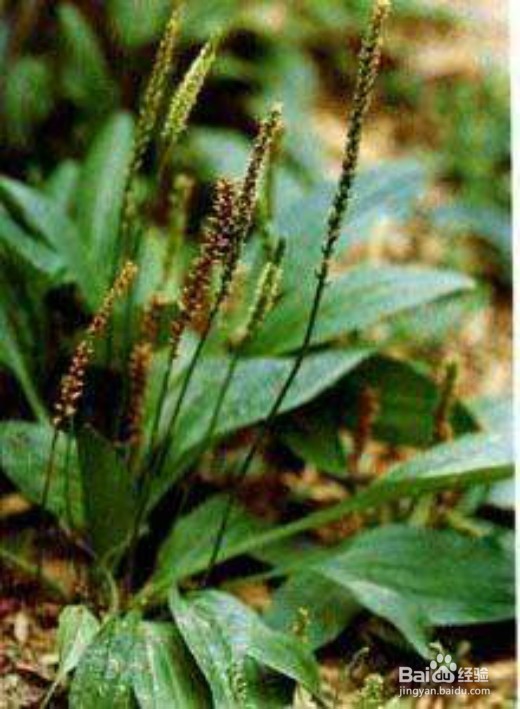 一身都是宝的植物 车前子