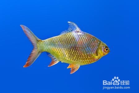 缺少优质活饵,鱼长不好怎么办