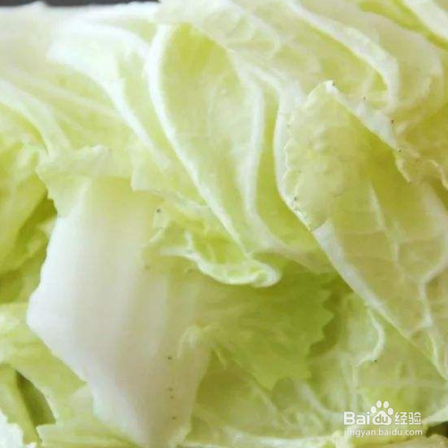 怎样栽白菜苗成活率高