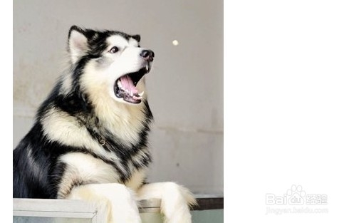 训练阿拉斯加雪橇犬“坐下”的方法