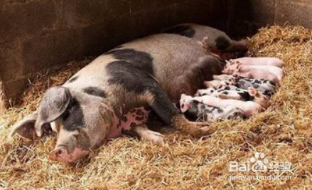 猪病毒性腹泻怎么治疗?