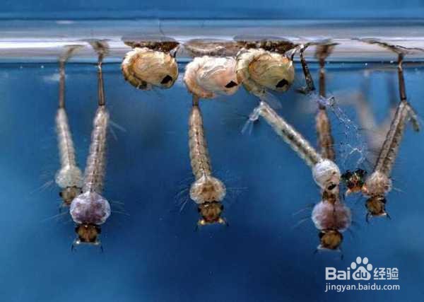 怎么杀死水里蚊子幼虫