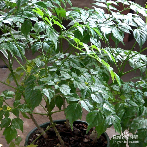 幸福树换盆方法和注意事项