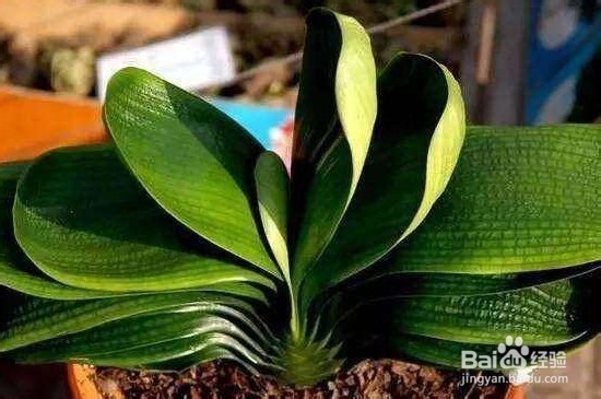 君子兰下垂的解决方法