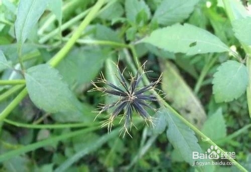 3种生长在农村的中草药,却不知它的神奇功效!