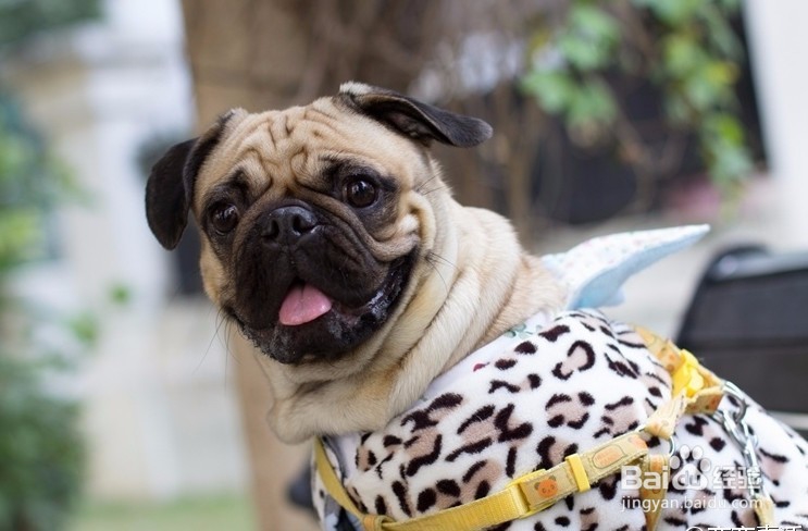 如何来选择宠物美容学校呢