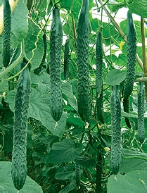 吃什么食物去湿