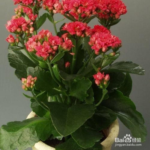 长寿花的寓意是什么