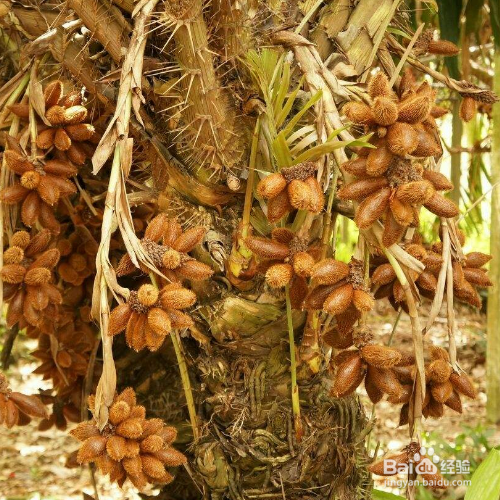 蛇皮果怎么种植好？