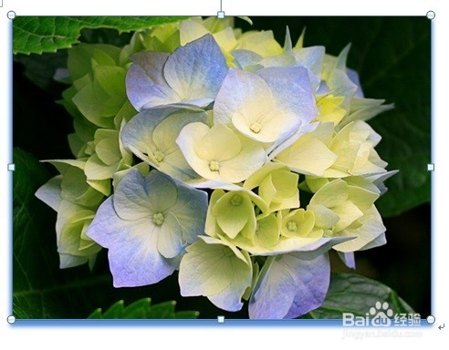 Word如何裁剪照片