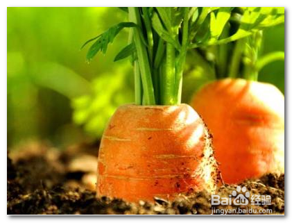 胡萝卜怎么种?什么时候种?