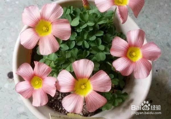 没有大阳台,窗台也可养这5种花,照样美