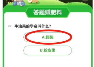 芭芭农场2024.8.28：牛油果的学名叫什么?