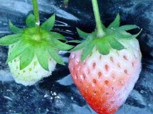 草莓白粉病该怎么治?