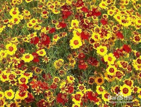 蛇目菊播种繁殖方法