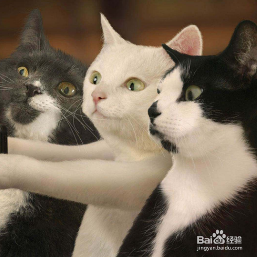 猫咪出现泪痕怎么解决？