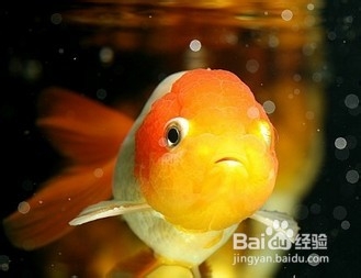 如何辨认鱼儿的饥饱