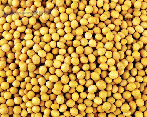 可以醒脑提神的食品有哪些