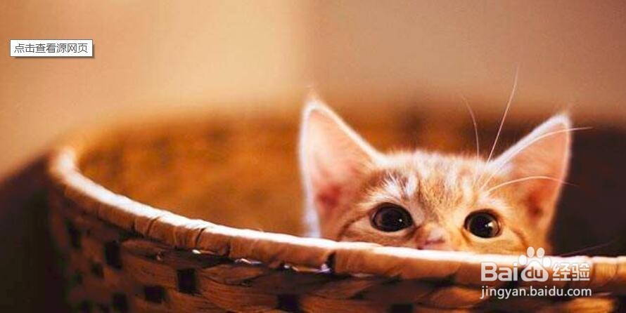怎么养好一只猫?了解一下
