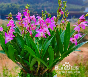 石斛兰开完花后怎么处理方法