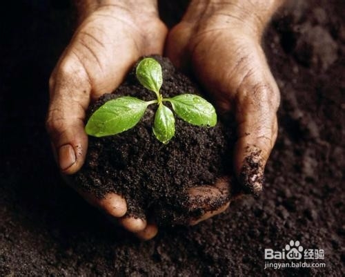 种花，土壤有哪些考究？