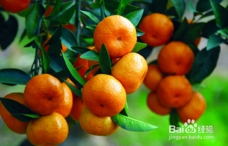 橘子皮不等于陈皮,用鲜橘皮泡水喝,您喝的可能是农残!