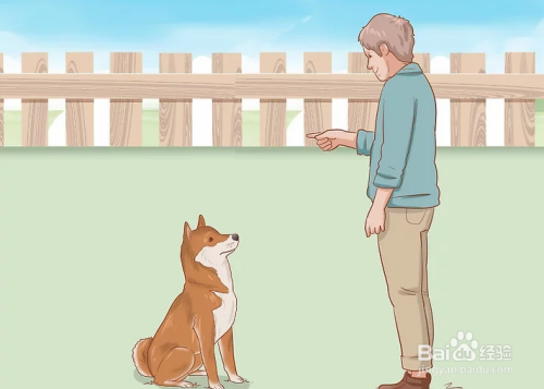 如何判断柴犬是否是你想养的犬种