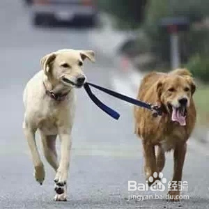 遛狗不仅仅是“遛狗”，而是要让我们的宠狗感到快乐！
