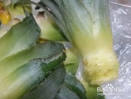 路边剪个枝，插土里就活，1年结果200个