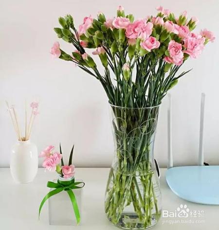 买回来的康乃馨,这样一处理,花期延长一个星期!