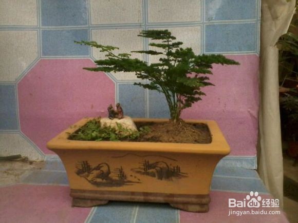 文竹养殖应注意什么