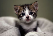 猫嘴上长猫藓怎么办
