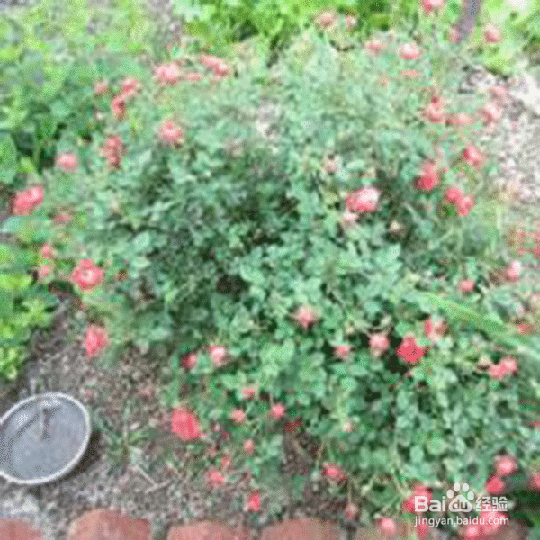 婆媳关系如何才能处好