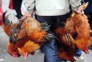 怎样杀鸡比较简单