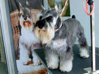 雪纳瑞流鼻涕的原因及诊断